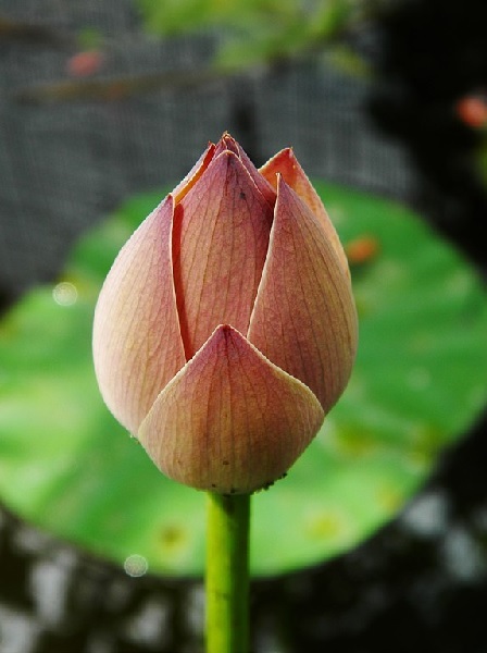 Lotusblume – Nelumbo Exoten