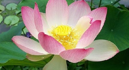 Rotblühende Nelumbo nucifera, vollkommen geöffnete Blüte