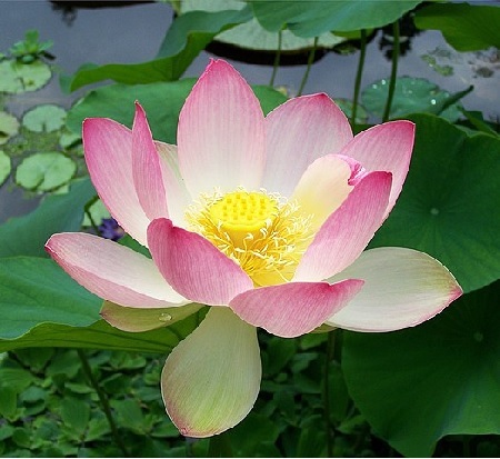 Lotusblume – Nelumbo Exoten