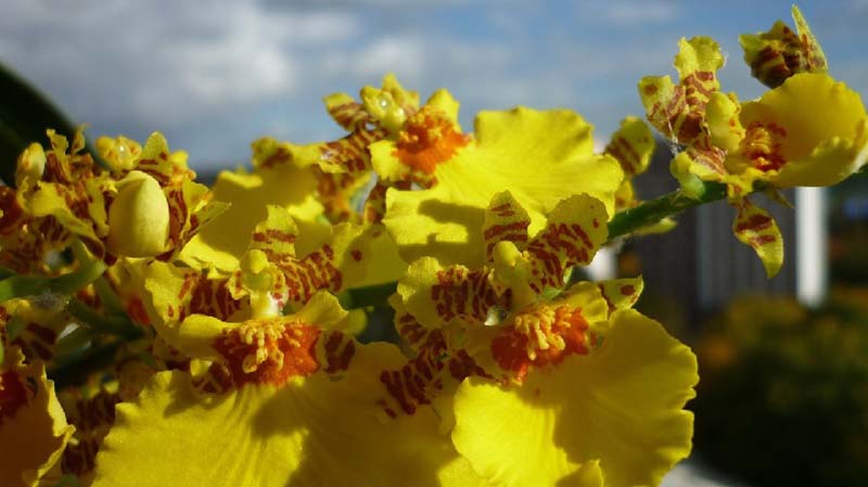 Orchideen – für Fensterbank oder Wintergarten Exoten
