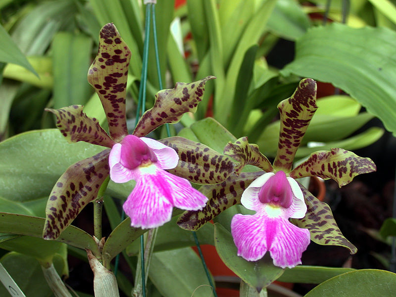 Orchideen – für Fensterbank oder Wintergarten Exoten