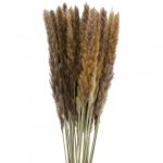 Pampasgras – Stars unter den Ziergräsern Gräser und Farne 