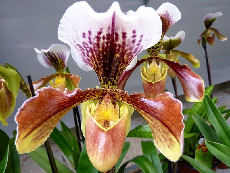 Orchideen – für Fensterbank oder Wintergarten Exoten