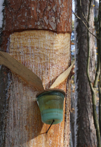 Schwarzkiefer – die Kiefer mit der dunklen Rinde Nadelbäume 