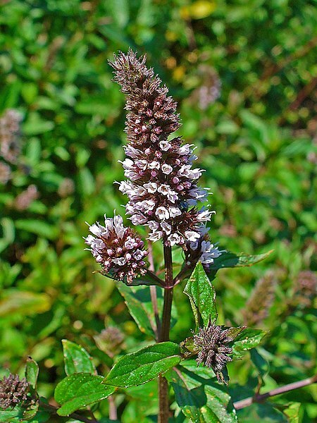 Kräutergarten auf dem Balkon