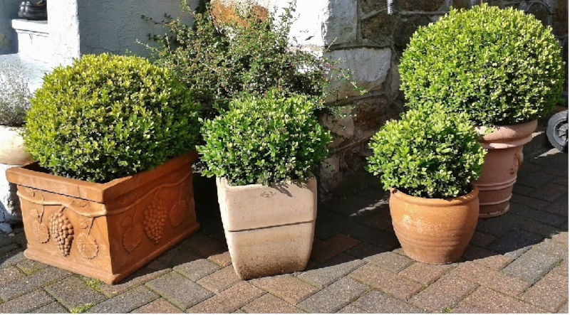 Kübel, Topf und Blumenkasten für den Balkon