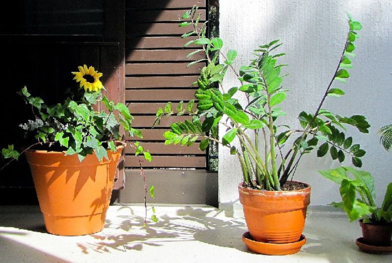 Kübel, Topf und Blumenkasten für den Balkon