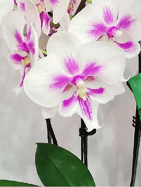 Orchideen – für Fensterbank oder Wintergarten Exoten