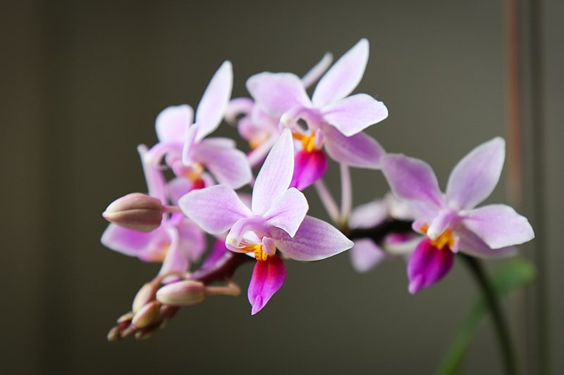 Orchideen – für Fensterbank oder Wintergarten Exoten