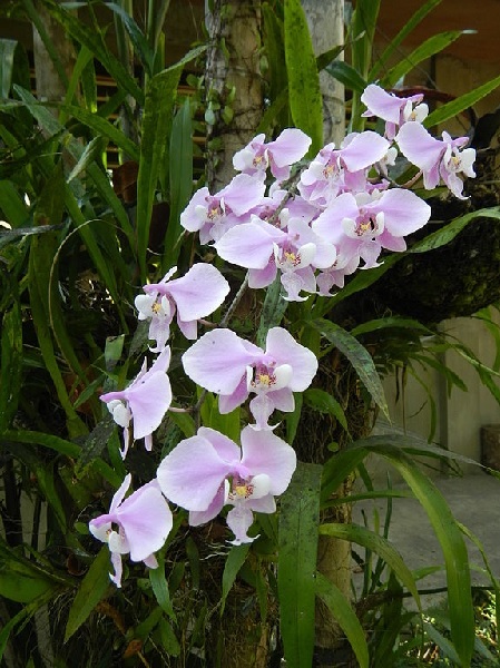 Orchideen – für Fensterbank oder Wintergarten Exoten