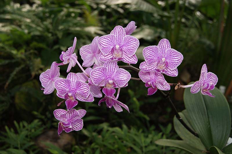 Orchideen – für Fensterbank oder Wintergarten Exoten
