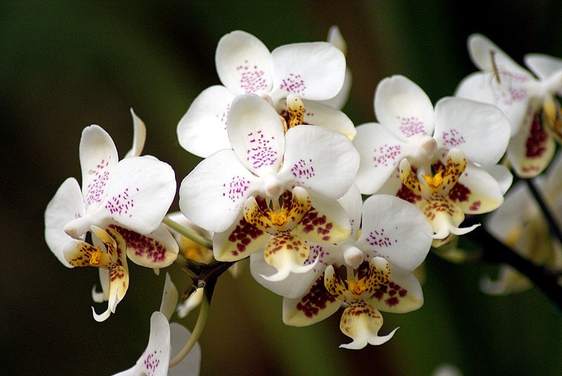 Orchideen – für Fensterbank oder Wintergarten Exoten
