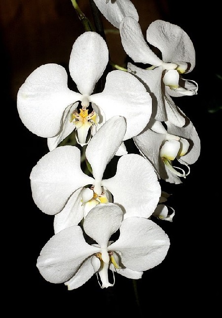 Orchideen – für Fensterbank oder Wintergarten Exoten