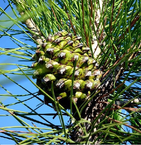 Pinie – Königin der Kiefern Nadelbäume