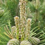 Bergkiefer: Unterarten und Kultursorten Nadelbäume