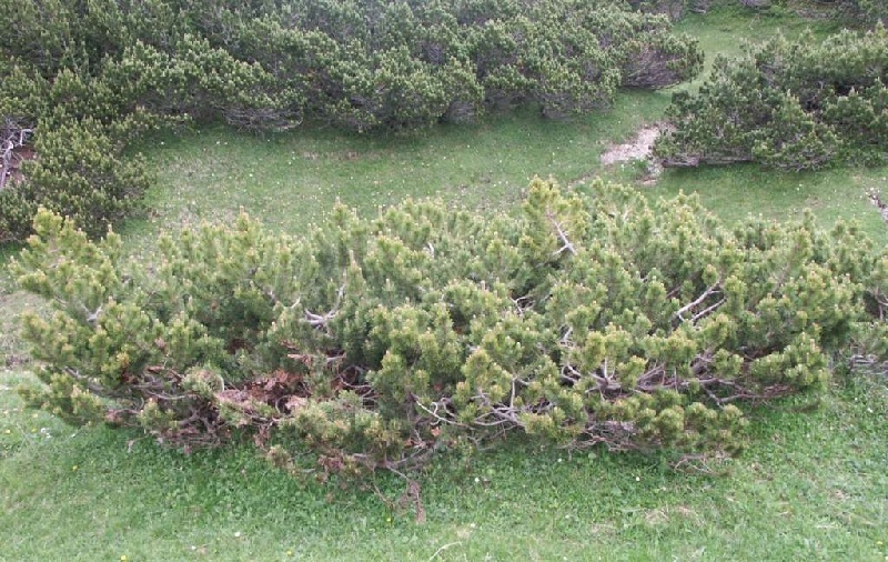 Bergkiefer: Unterarten und Kultursorten Nadelbäume