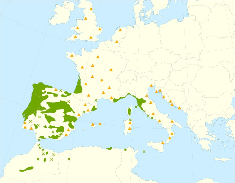 Seekiefer – am Mittelmeer zuhause Nadelbäume
