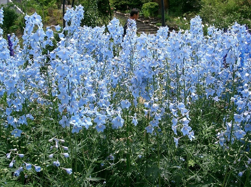 Rittersporn und Hoher Rittersporn – Delphinium elatum Gartenstauden