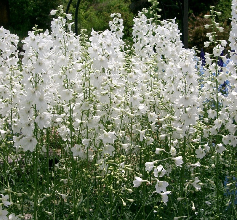 Rittersporn und Hoher Rittersporn – Delphinium elatum Gartenstauden