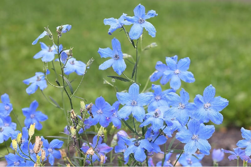 Rittersporn und Hoher Rittersporn – Delphinium elatum Gartenstauden