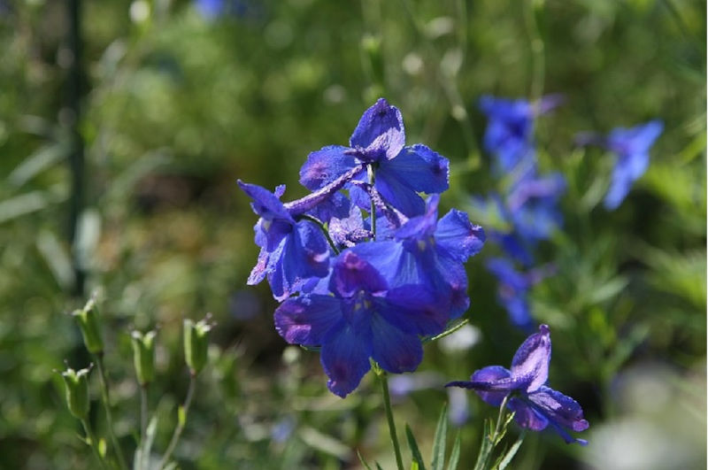 Rittersporn und Hoher Rittersporn – Delphinium elatum Gartenstauden