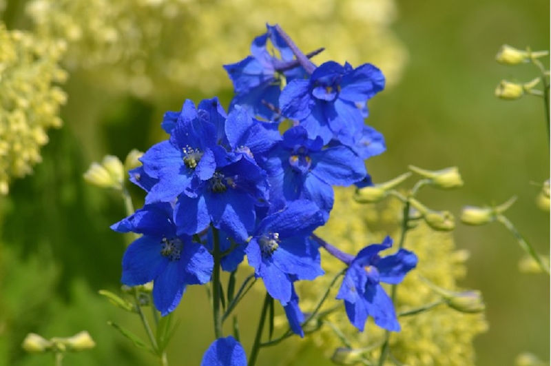 Rittersporn und Hoher Rittersporn – Delphinium elatum Gartenstauden