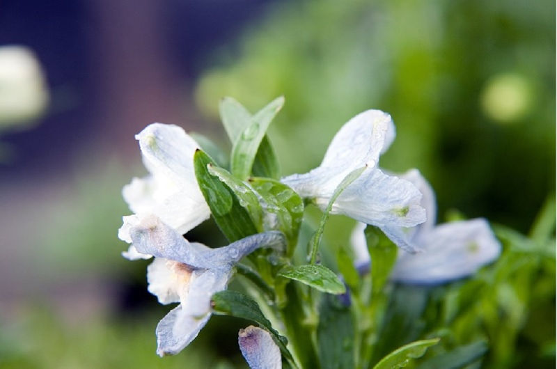 Rittersporn und Hoher Rittersporn – Delphinium elatum Gartenstauden