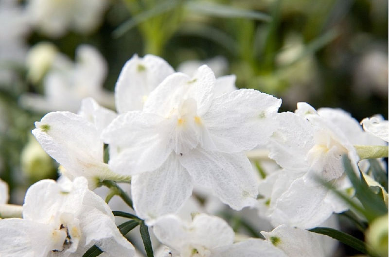 Rittersporn und Hoher Rittersporn – Delphinium elatum Gartenstauden