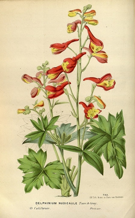 Rittersporn und Hoher Rittersporn – Delphinium elatum Gartenstauden