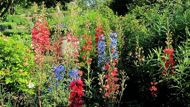 Rittersporn und Hoher Rittersporn – Delphinium elatum Gartenstauden