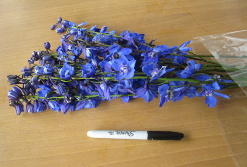 Rittersporn und Hoher Rittersporn – Delphinium elatum Gartenstauden