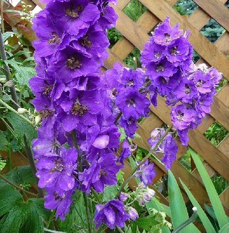 Rittersporn und Hoher Rittersporn – Delphinium elatum Gartenstauden