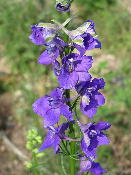 Rittersporn und Hoher Rittersporn – Delphinium elatum Gartenstauden