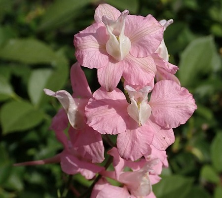 Rittersporn und Hoher Rittersporn – Delphinium elatum Gartenstauden