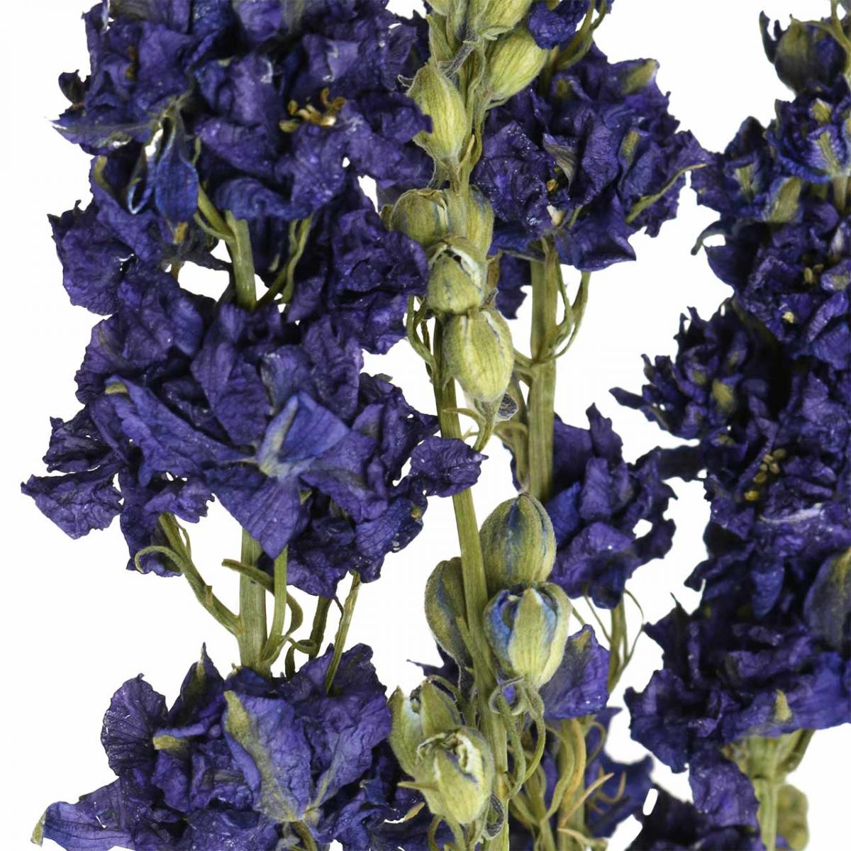 Rittersporn und Hoher Rittersporn – Delphinium elatum Gartenstauden