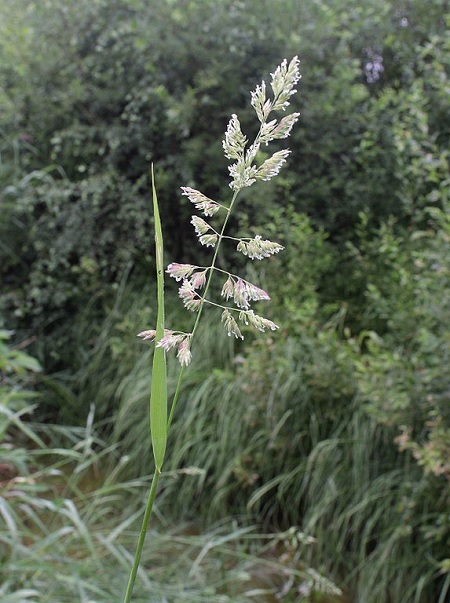 Blumen zum Trocknen: Eigenschaften, Beispiele Wissenswertes