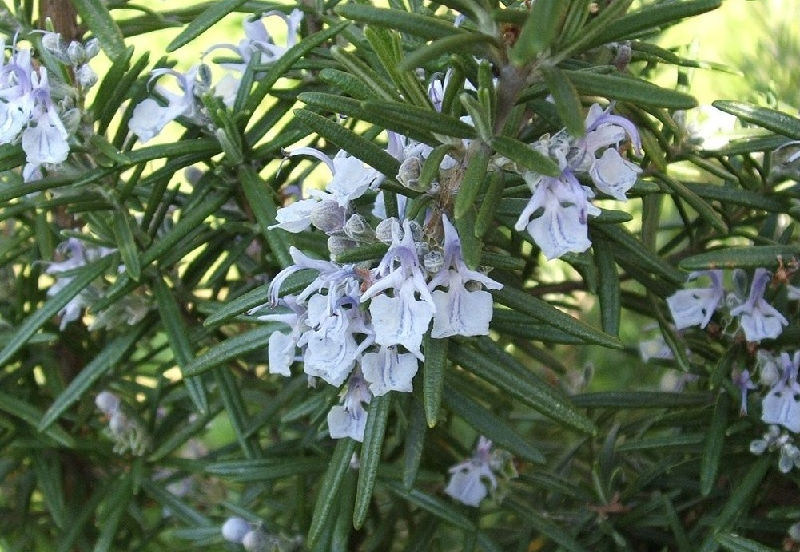 Kräutergarten auf dem Balkon