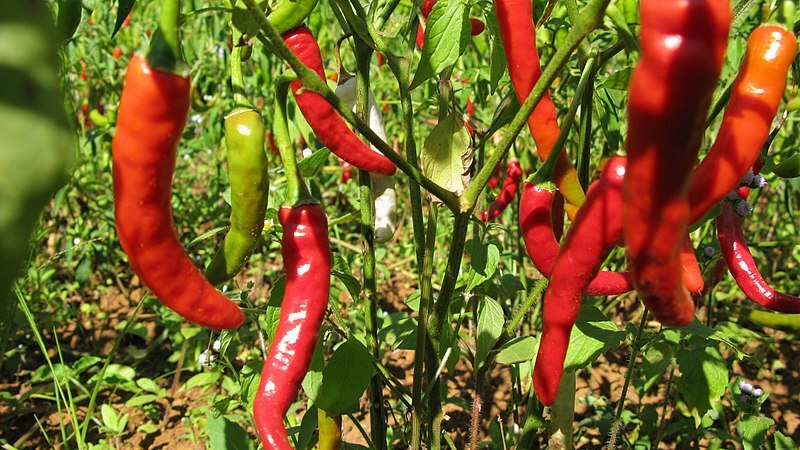 Kräutergarten auf dem Balkon