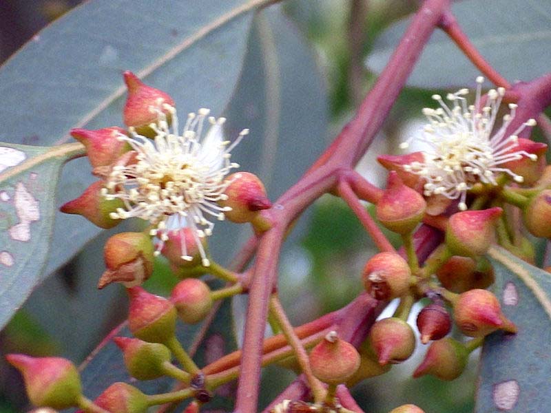 Eukalyptus: Pflanze, Pflege, Eigenschaften Exoten