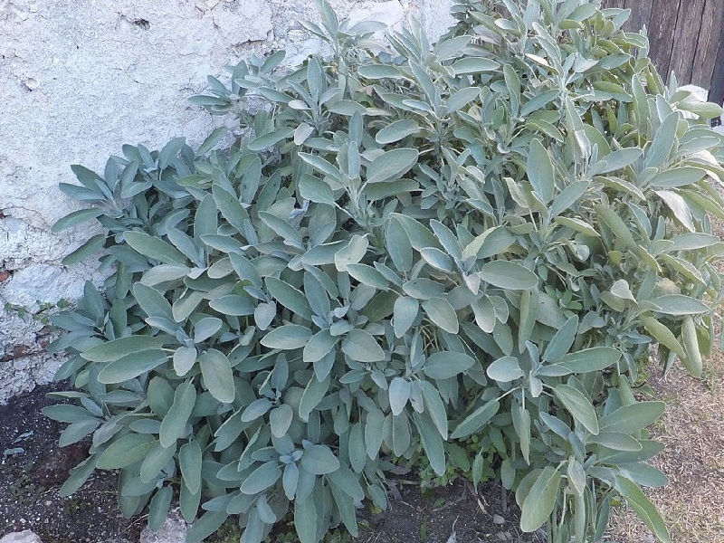 Kräutergarten auf dem Balkon