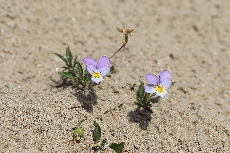 Pflanzen für Sandbeet: ein- und zweijährig