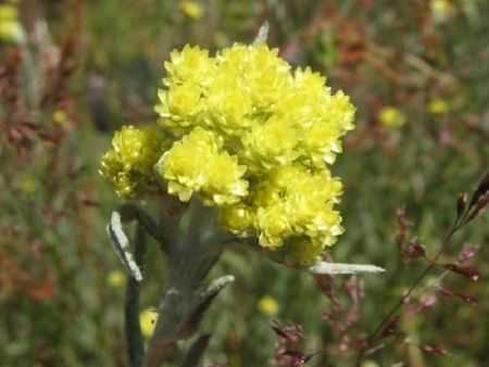 Strohblumen – Helichrysum Gartenstauden