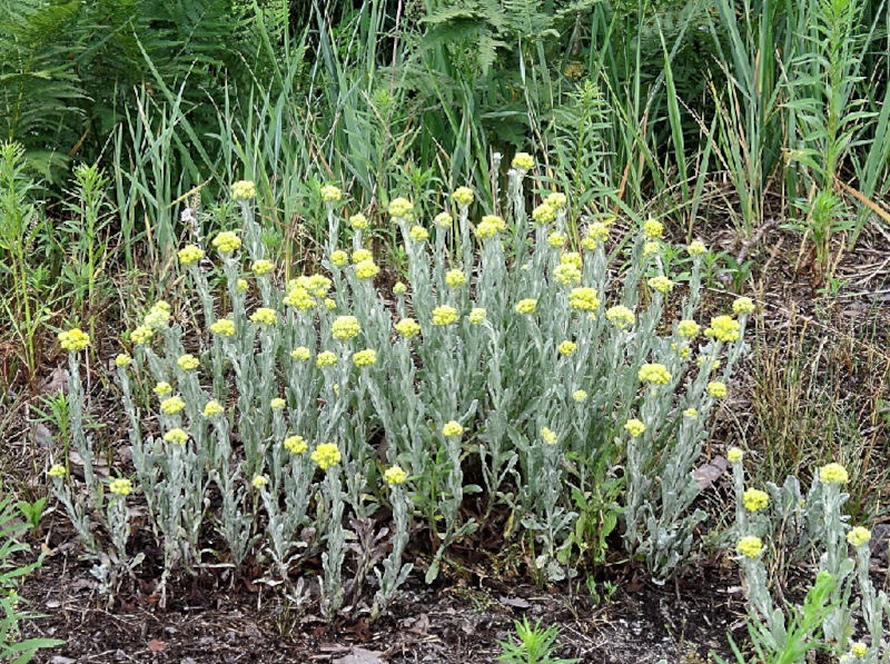 Strohblumen – Helichrysum Gartenstauden