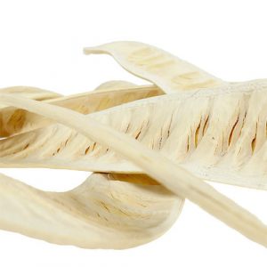 Flamboyant – Flammenbaum aus Madagaskar Exoten 