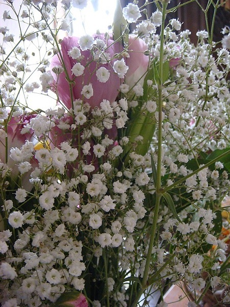 Blumen zum Trocknen: Eigenschaften, Beispiele Wissenswertes