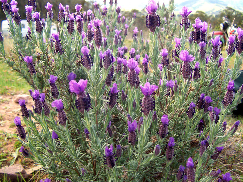 Echter Lavendel und weitere Arten Steingartenpflanzen