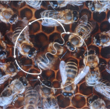 Bienenfreundliche Balkonpflanzen