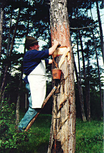 Schwarzkiefer – die Kiefer mit der dunklen Rinde Nadelbäume 