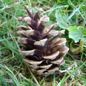 Schwarzkiefer – die Kiefer mit der dunklen Rinde Nadelbäume 