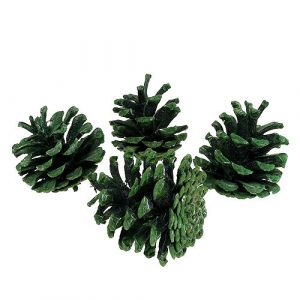 Schwarzkiefer – die Kiefer mit der dunklen Rinde Nadelbäume 